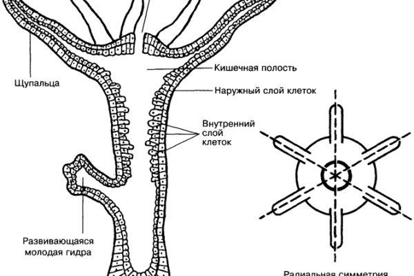 Кракен ссылка призыва нет
